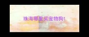珠海哪里买宠物狗