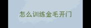 怎么训练金毛开门