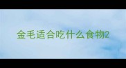 金毛适合吃什么食物