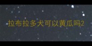 拉布拉多犬可以黄瓜吗