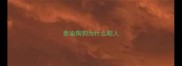 泰迪狗狗为什么粘人