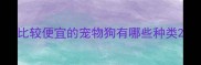 比较便宜的宠物狗有哪些种类