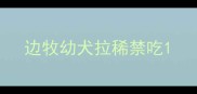 边牧幼犬拉稀禁吃