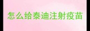怎么给泰迪注射疫苗