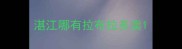 湛江哪有拉布拉多卖