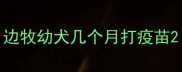 边牧幼犬几个月打疫苗