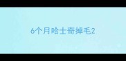 6个月哈士奇掉毛