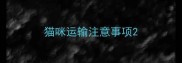 猫咪运输注意事项