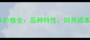 白色拉布拉多价格全品种特性饲养成本及选购指南