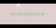 边牧黑的贵还是棕色贵