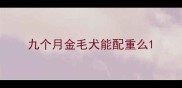 九个月金毛犬能配重么