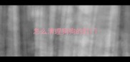 怎么清理狗狗的肛门
