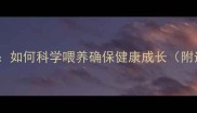 边牧幼犬专用奶糕推荐如何科学喂养确保健康成长附选购指南和品牌对比