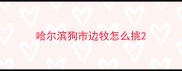 哈尔滨狗市边牧怎么挑