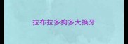 拉布拉多狗多大换牙