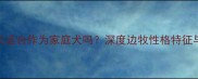 边境牧羊犬适合作为家庭犬吗深度边牧性格特征与饲养指南