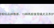 哈士奇相似品种推荐15种高颜值雪橇犬及养护指南