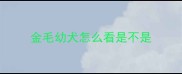 金毛幼犬怎么看是不是