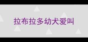 拉布拉多幼犬爱叫