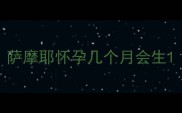 萨摩耶怀孕几个月会生