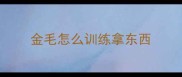 金毛怎么训练拿东西