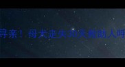 通州哈士奇寻亲母犬走失30天救助人呼吁扩散