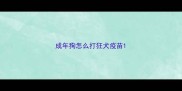 成年狗怎么打狂犬疫苗