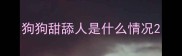 狗狗甜舔人是什么情况