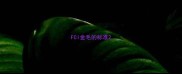 FCI金毛的标准