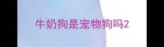 牛奶狗是宠物狗吗