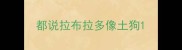 都说拉布拉多像土狗