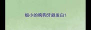 细小的狗狗牙龈发白