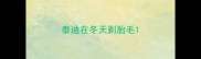 泰迪在冬天剃胎毛