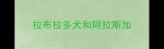 拉布拉多犬和阿拉斯加