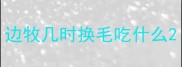 边牧几时换毛吃什么