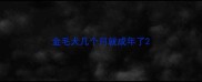 金毛犬几个月就成年了