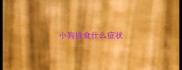 小狗挑食什么症状