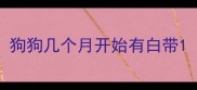 狗狗几个月开始有白带