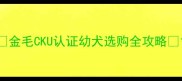 金毛CKU认证幼犬选购全攻略