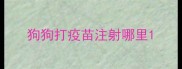 狗狗打疫苗注射哪里