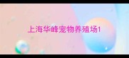 上海华峰宠物养殖场