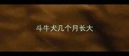 斗牛犬几个月长大