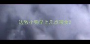 边牧小狗早上几点喂食