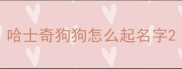 哈士奇狗狗怎么起名字