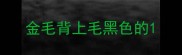金毛背上毛黑色的