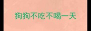 狗狗不吃不喝一天