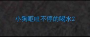 小狗呕吐不停的喝水