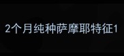 2个月纯种萨摩耶特征