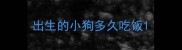 出生的小狗多久吃饭
