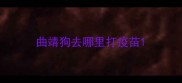曲靖狗去哪里打疫苗